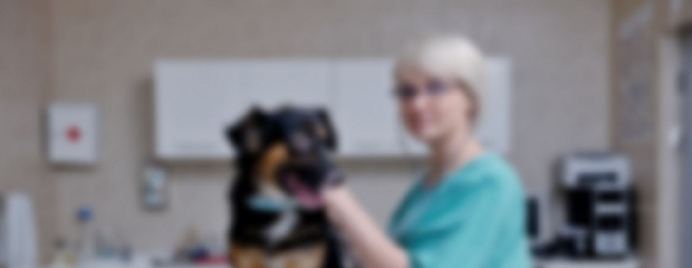 How To A Veterinarian Veterinarian Training EDU